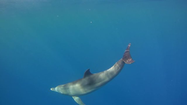 Dolphin swims on a blue water background - Abu Dabbab, Marsa Alam, Red Sea, Egypt, Africa
