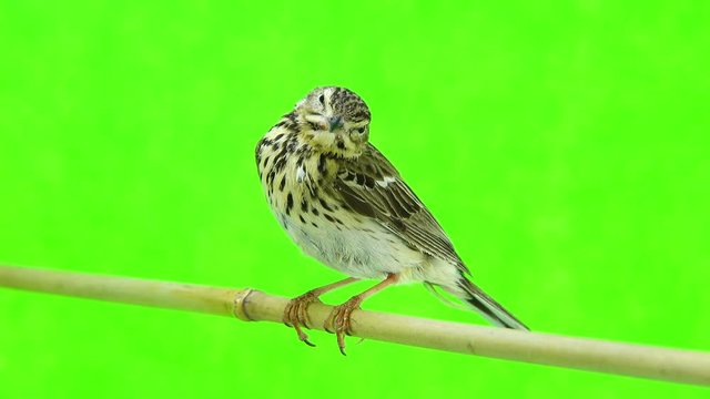 Tree Pipit (Anthus trivialis) isolated on a green background