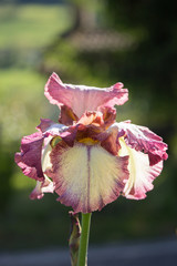 White and Pink Iris