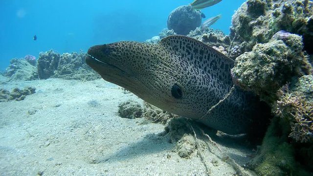 Giant Moray Eel peeking out of a coral reef - Abu Dabab, Marsa Alam, Red Sea, Egypt, Africa
