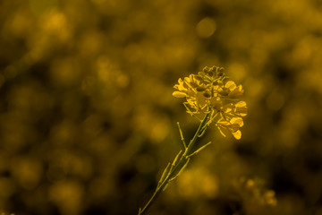 And it was all yellow