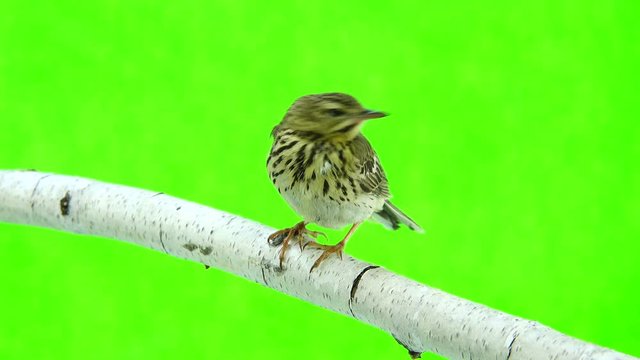 Tree Pipit (Anthus trivialis) isolated on a green background