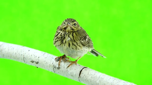 Tree Pipit (Anthus trivialis) isolated on a green background