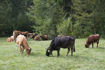 Naklejka na ściany i meble Cows grazing on meadow