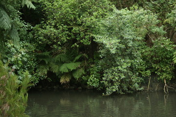Bush and pond