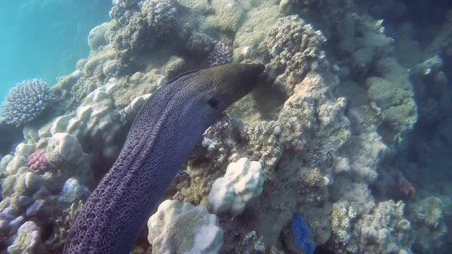 Giant Moray Eel swims over a coral reef - Abu Dabbab, Marsa Alam, Red Sea, Egypt, Africa

