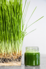 Wheatgrass details of the Roots, Seeds, Sprouts and Healthy Juice Shot