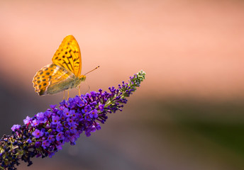 silver tainted fritillary butterfly on buddleia iv