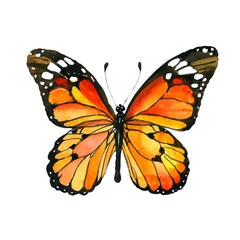 Exotic butterfly wild insect in a watercolor style isolated. Full name of the insect: butterfly. Aquarelle wild insect for background, texture, wrapper pattern or tattoo. - 164550624