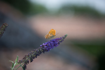 silver tainted fritillary butterfly on buddleia iii