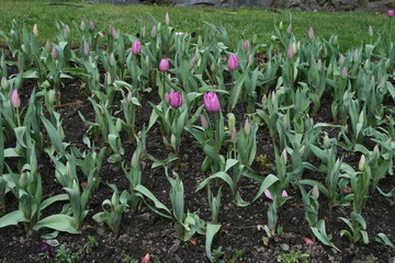 Fototapeta premium Tulip bed