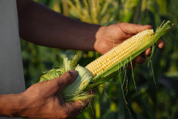Farmer holding corn cob in hand in corn field