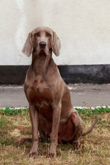 breed dog Weimaraner