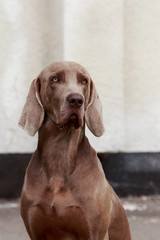 Fototapeta premium breed dog Weimaraner