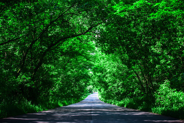 Obraz premium Landscape of straight road under the trees.Green tunnel and an empty asphalt road