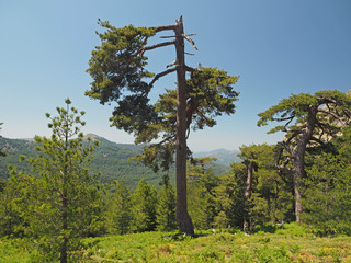Fototapeta premium big broken gree pine with grassy mountain and a blue sky