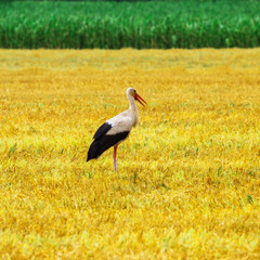 Stork is Walking on the grass in rural area