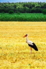 Stork is Walking on the grass in rural area