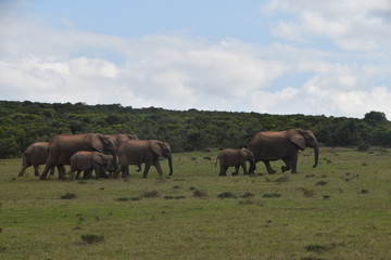 Fototapeta na wymiar troupeau d'éléphant parc national Addo