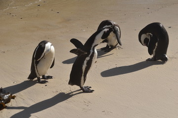 pengouins sur boulder beach