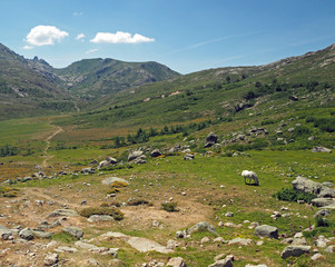 Fototapeta na wymiar mountain meadow scenery with the gazing white horse
