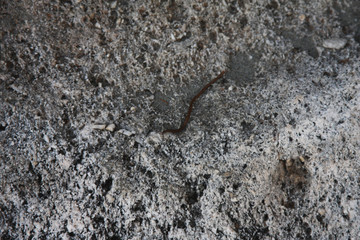 Grey stone background - grunge texture