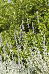 Lavender in summer, Colorful photo of lavender with green background, Selective focus with shallow depth of field