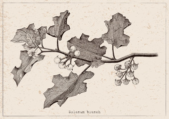 Solanum branch clipart hand drawing engraving illustration on vintage background