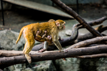 monkey in chiangmai Thailand