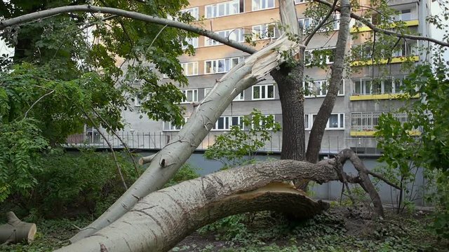 Tree broken by the wind.