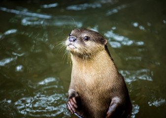 Obraz premium otter in chiangmai Thailand