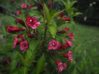 Blossoms red purple  bush, flowers background, summer