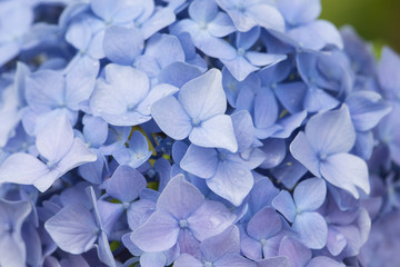 Hydrangea flowers, beautiful blue and lilac flower buds