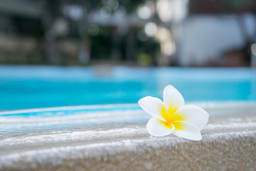 plumeria flower on swimming pool