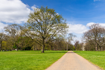 Fototapeta na wymiar Pathway in the sunny Green Park