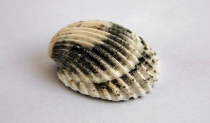 Seashell, relax, spa