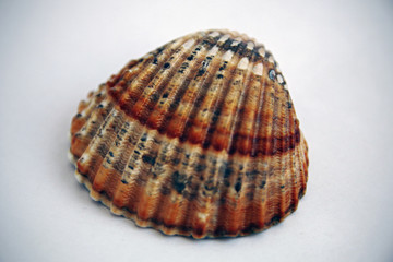 Seashell, relax, spa