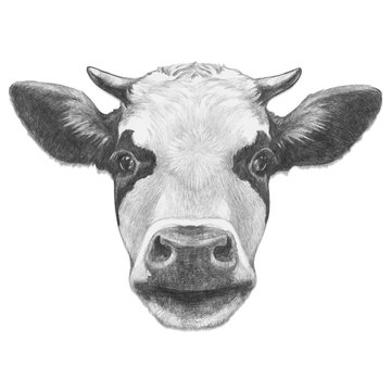 Portrait of Cow. Hand drawn illustration. Vector