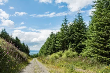 Sierkussen Pad in een bos op een zonnige zomerdag - Ierse heuvels © dorotaemiliac