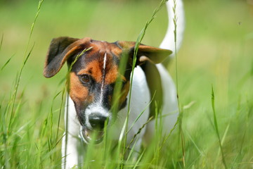 Hundeleben, junger Parson Russel Terrier geht durch hohes Gras