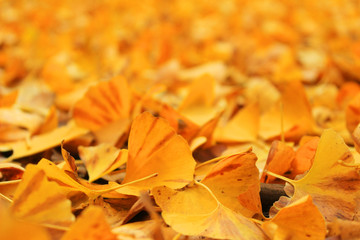 Bright yellow ginkgo leaves close up