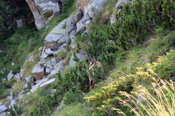 Wild goat in Pirin mountain