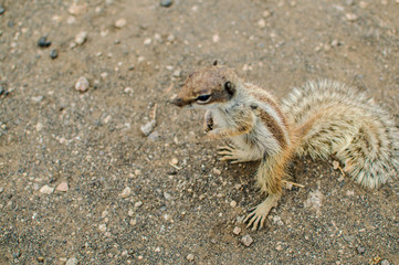 Squirrel