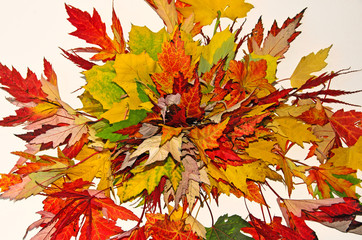 Fall beauty: colorful autumn leaves. Isolated on white background :)