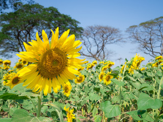 CloseUp sunflower with sunflowers garden and blue sky blurred background