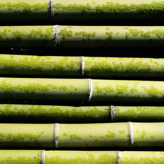 bamboo