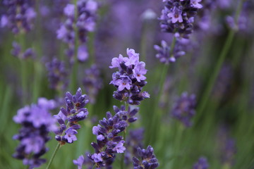 Obraz premium Letni ogród zmysłów