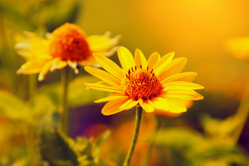 Yellow chamomile flowers in summer. Flower background.