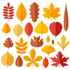 Set of tree autumn leaves isolated on the white. Cartoon vector illustration.