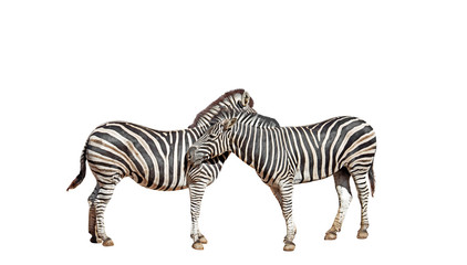 Fototapeta na wymiar Closeup Two Zebras on White Background